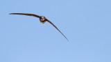 Alpine swift Tachymarptis melba planinski hudournik_MG_1003-111.jpg