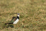 Lapwing Vanellus vanellus priba_MG_9802-11.jpg
