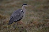 Grey heron Ardea cinerea siva čaplja_MG_1048-1.jpg