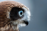 Bandit, the boobock owl