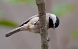 Chickadees