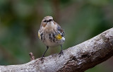 Sparrows