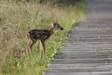 Wildlife