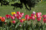 Spring garden