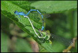 Coenagrion puella - Azure Damselfly.jpg