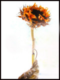 Sunflower Study