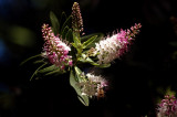 Hebe veronica