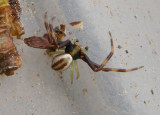 Misumena vatia - male