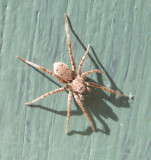 Pardosa SPIDER