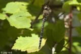 Migrant Hawker - Paardenbijter - Aeshna mixta