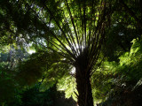 Fern, Tarra Valley