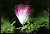 Flor - Flower