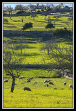 Vista verde - Green landscape