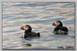 Macareux Moine - Atlantic Puffin