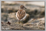 Bécasseau de Baird - Baird's Sandpiper