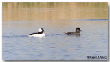 Petit Garrot - Bufflehead