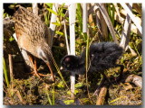 Râles de Virginie - Virginia Rails