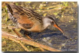 Râle de Virginie - Virginia Rail
