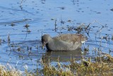 Spotless Crake (Porzana tabuensis)