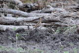 Japanese Snipe (Gallinago hardwickii)