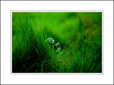 The Green Green Grass of Home