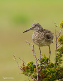 Willet, Chevalier semipalmé (Tringa semipalmata)