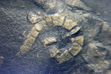 Rhenops detail of antenna, like the Triarthrus showing setal hairs