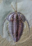 Eoredlichia intermedia (3 cm long), Lower Cambrian, Chengjiang, China, showing antennae and diverticulae.