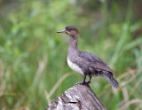 Hooded Merganser (F)