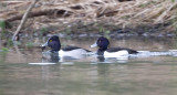 Ring-necked Duck (M) Tufted Duck (M)