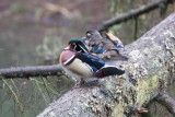 Wood Ducks
