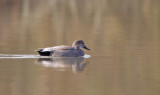 Gadwall (M)