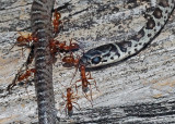 ANTS EATING A DEAD SNAKE - ISO 1600 - TAKEN WITH A TAMRON SP90mm f/2.5 LEGACY LENS