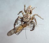 araignée-2.jpg