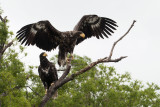 Stellars Sea Eagle - Kamchatka - Russia
