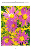 Tanseyleaf tanseyaster and rabbitbush, Arizona Highways Engagement Calendar, 2012