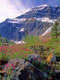 Fireweed and Mount Edtith Cavell, Jasper National Park, Alberta, Canada