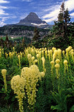 Bear grass, Logan Pass, Glacier National Park, MT