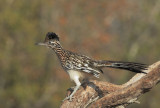 Greater Roadrunner