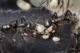 Dinoponera quadricepsDinosaur ant tending egg larvae pupae