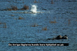 S0010871 Crokodile attack.jpg