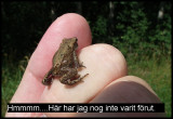 DSCF6964 Liten groda.jpg