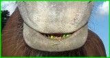 DSCF1574 Smiling horse Detalj.jpg
