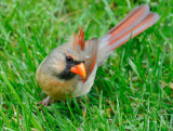 5-25-12_008.jpg