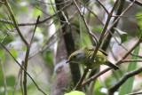 Palawan Striped Babbler (Zosterornis hypogrammicus)