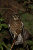 Cebu Boobook (Ninox rumseyi)