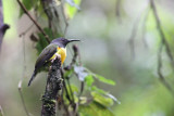 Mount Apo Sunbird (Aethopyga boltoni)