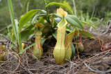 Pitcher plant (Nepenthes sp.)