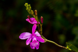Orchid sp.