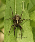 Schizocosa #1297 JN11
